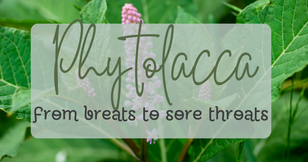 phytolacca